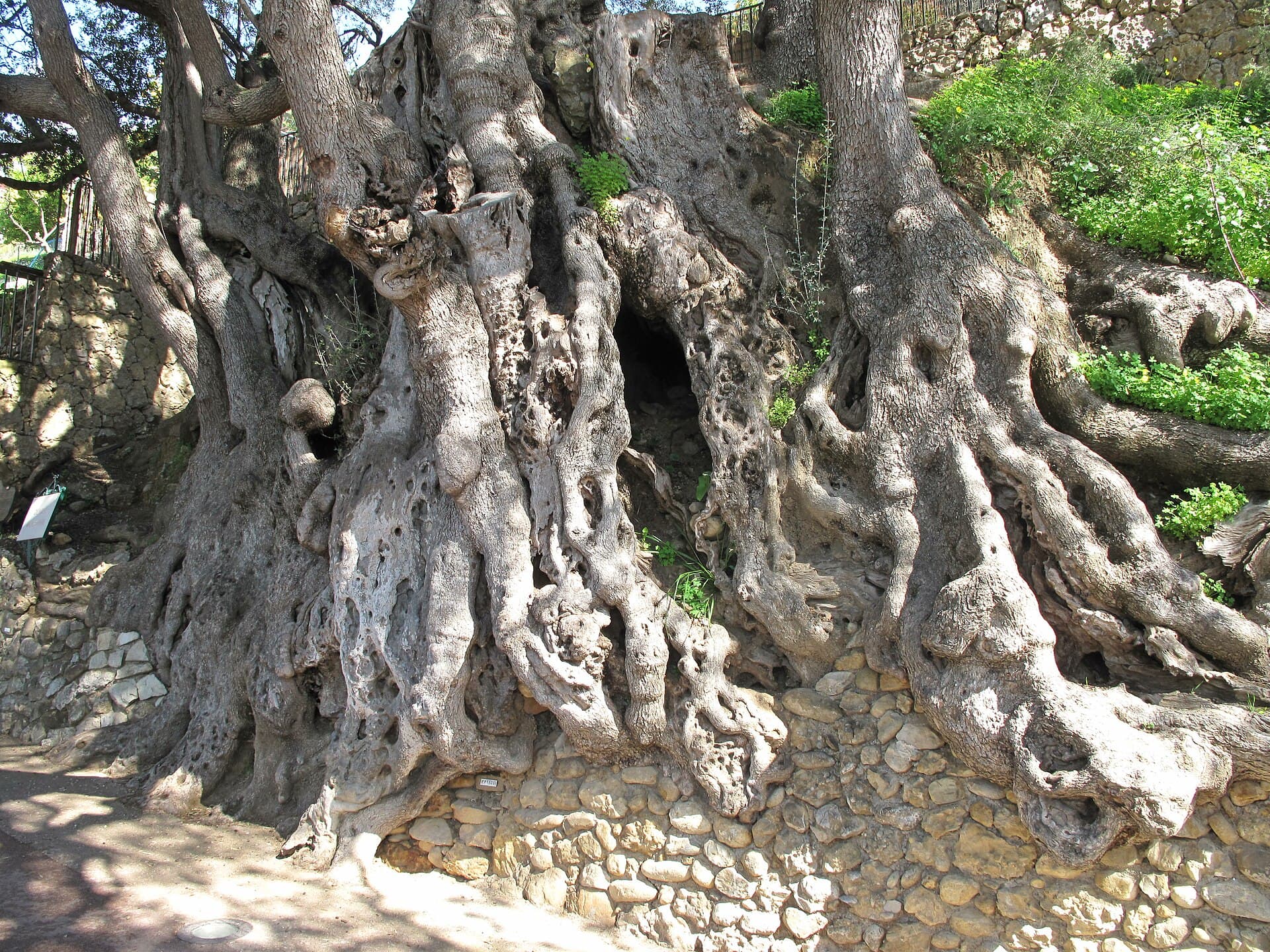 L'Olivier millénaire de Roquebrune-Cap-Martin