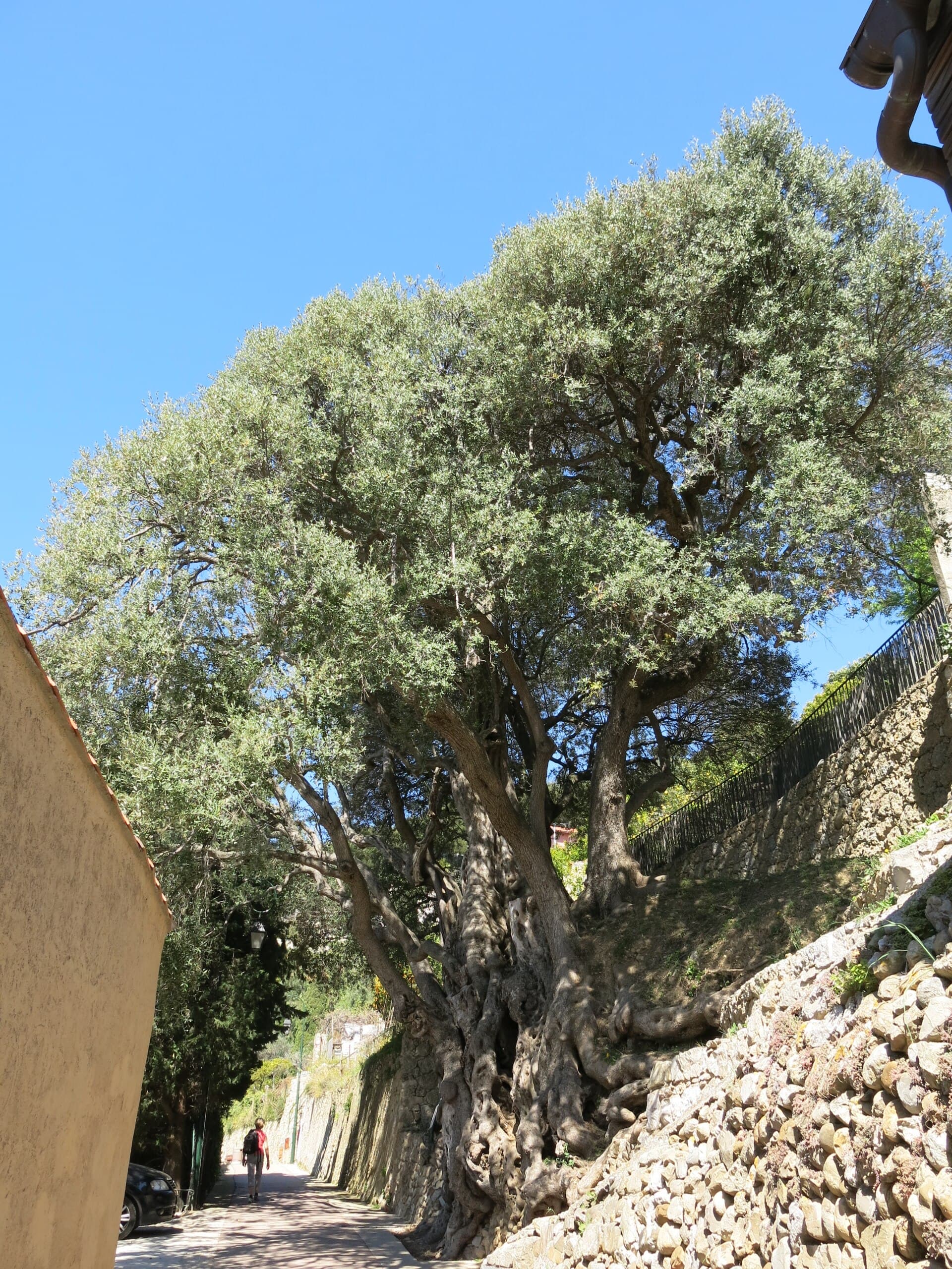 Parc du Cap Martin (Parc des Oliviers)