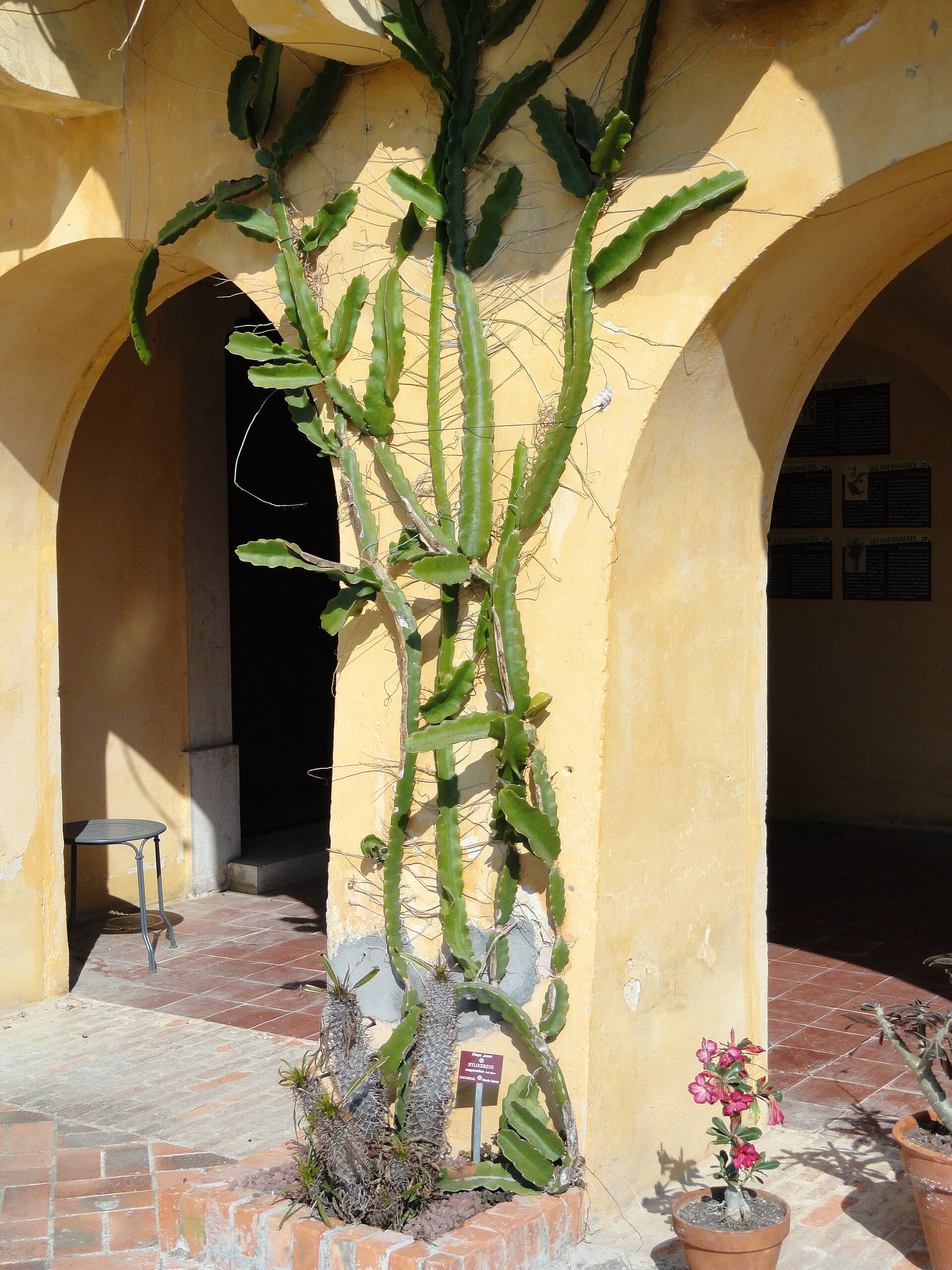 Jardin botanique exotique du Val Rahmeh